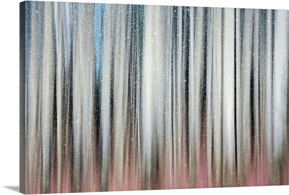 Abstract view of snow falling on a aspen stand.
