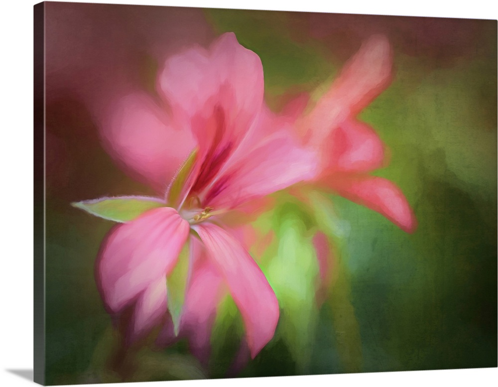 A painterly scene of a geranium in pretty pinks and greens.
