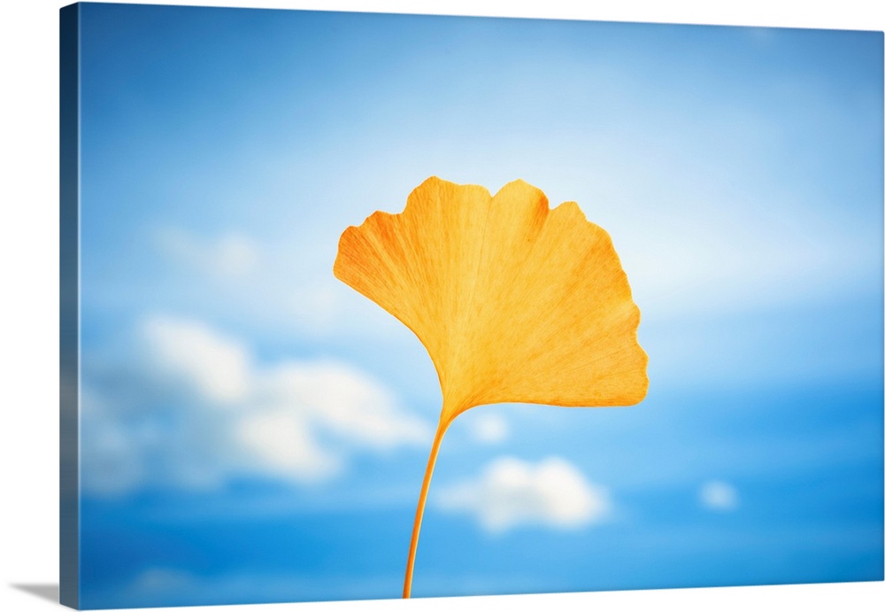 Yellow gingko leaf in front of a blue sky