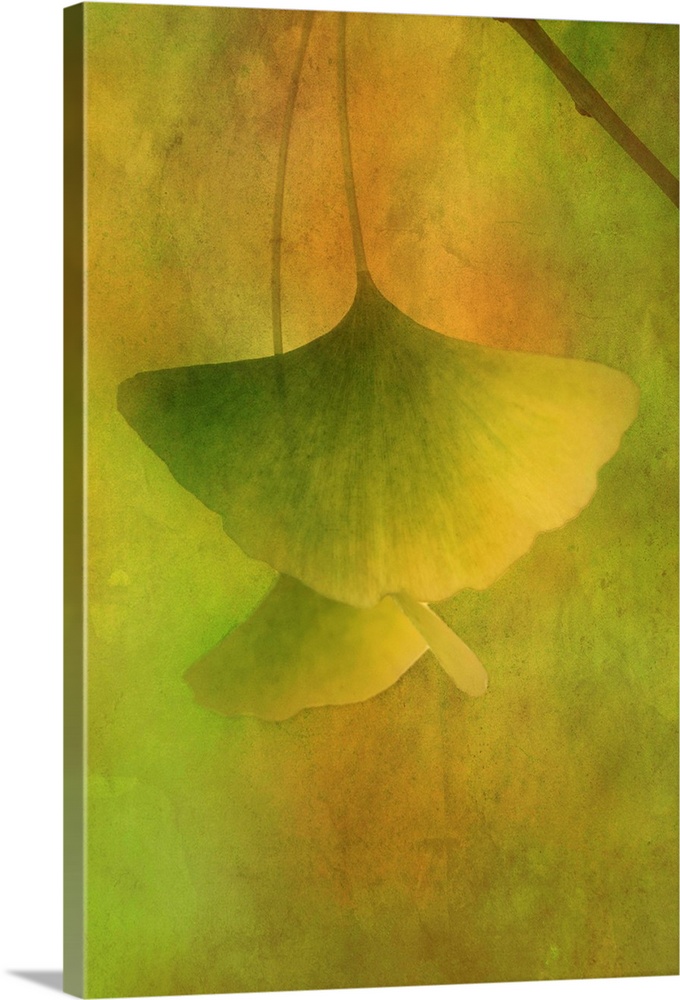 Image of green Gingko leaves hanging from a branch on a dreamy green and orange background.