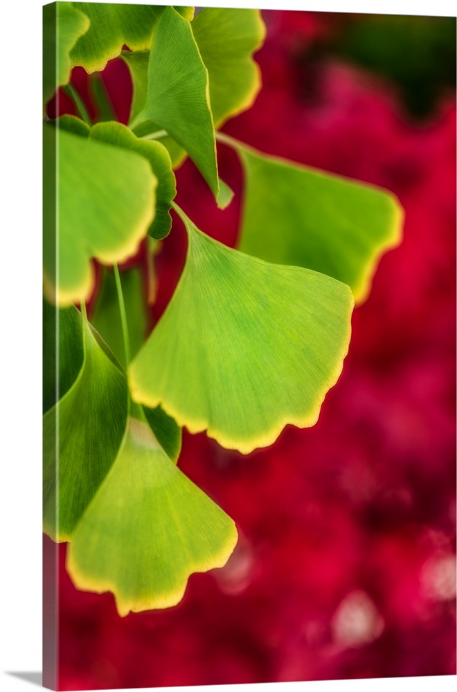 Close up of gingko leaves in front of a red background