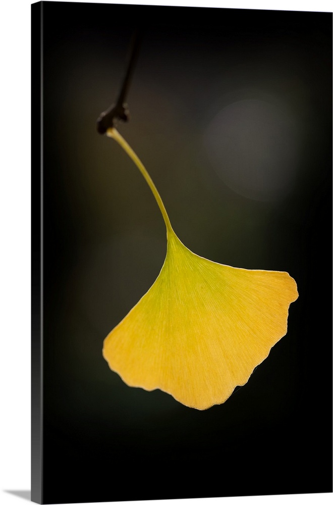 A single yellow ginkgo leaf hanging off a twig.