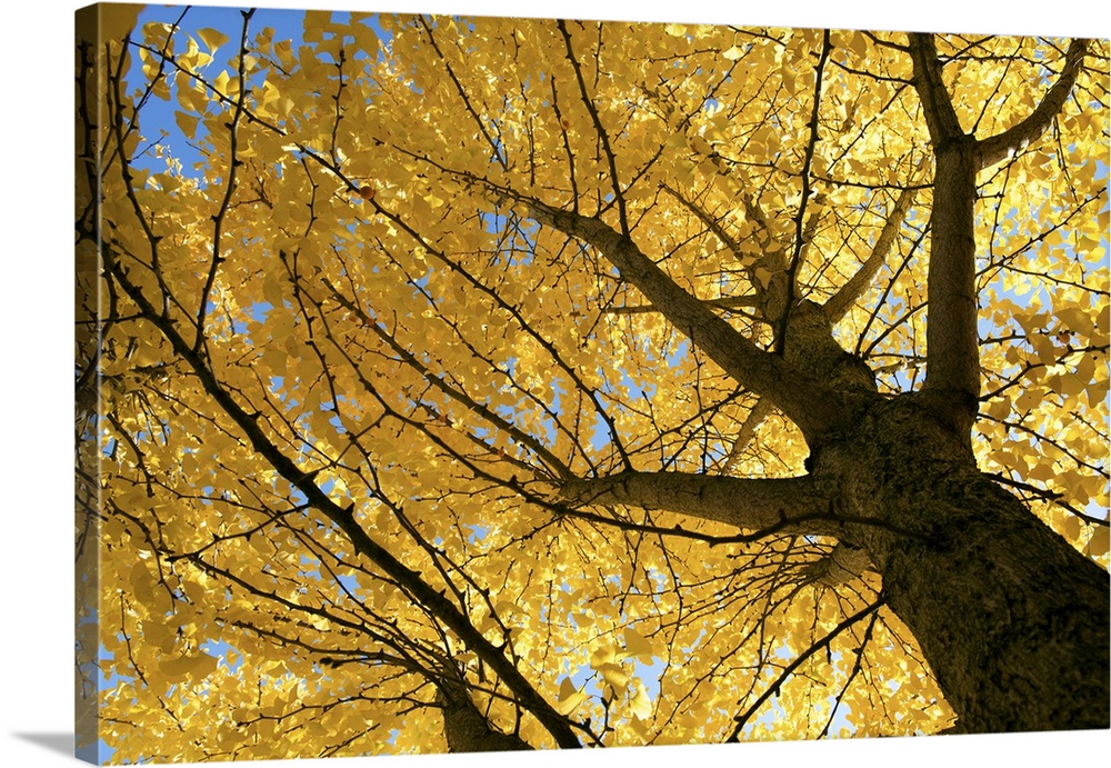 A Maidenhair (ginkgo) tree with golden blossoms.