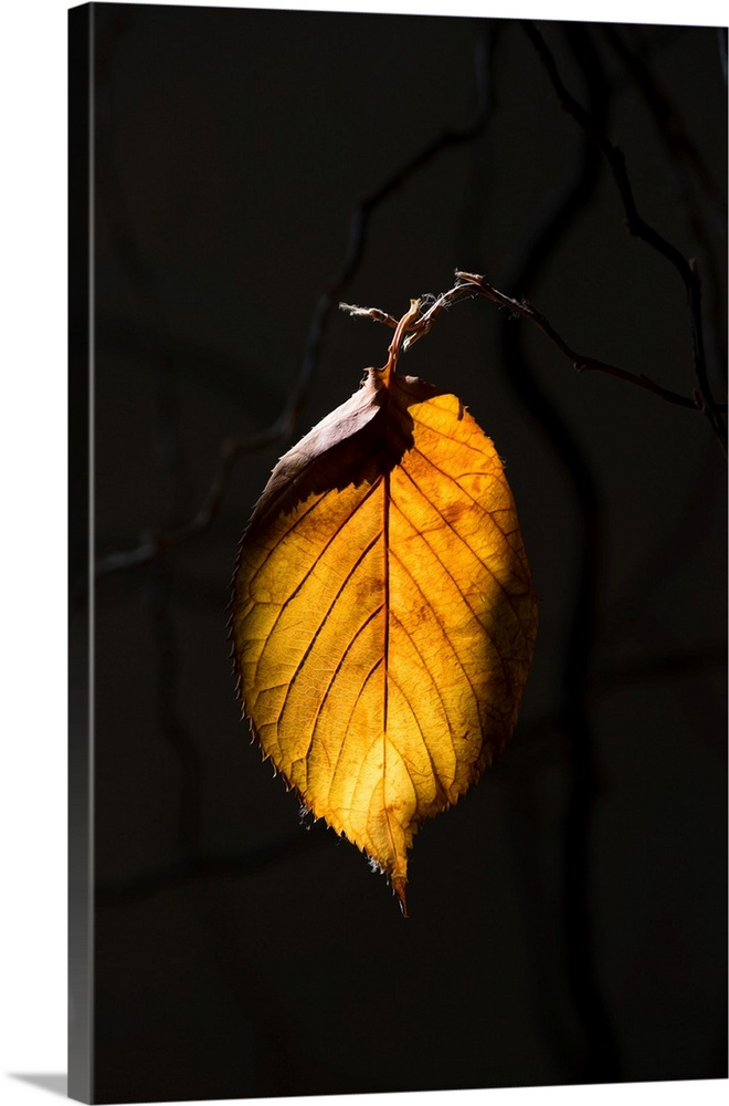Fine art photo of a single leaf in the sunlight against a dark background.