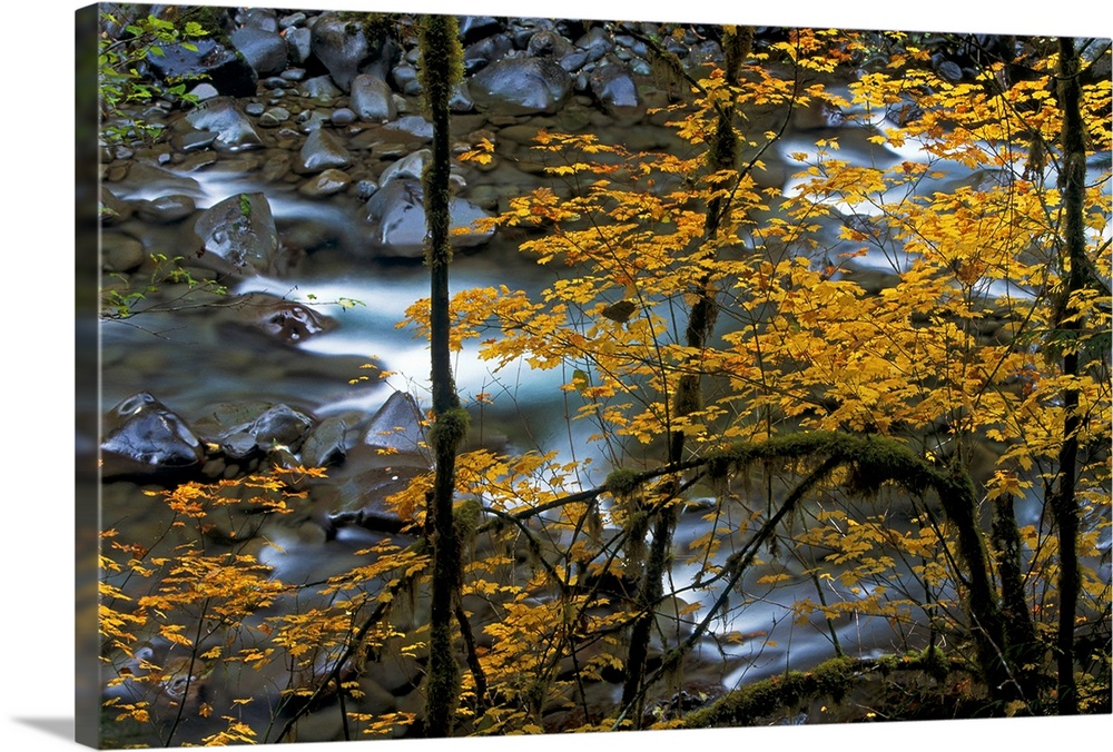 Wall docor of a long exposure of river rapids provides a pleasing backdrop to the soft yellows of vine maples in Washingto...