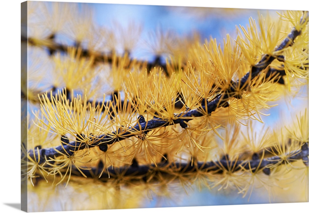 Closeup of a larch branch in late September, Fall in the mountains.