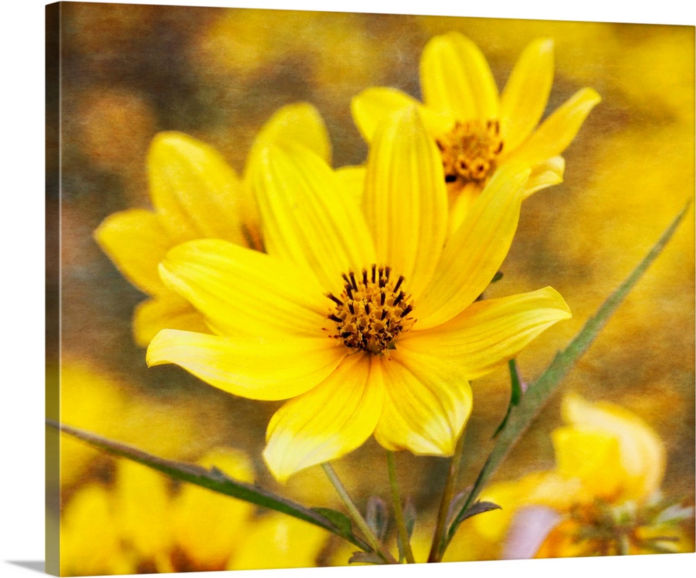Beautiful yellow flower in bloom with slender green leaves.