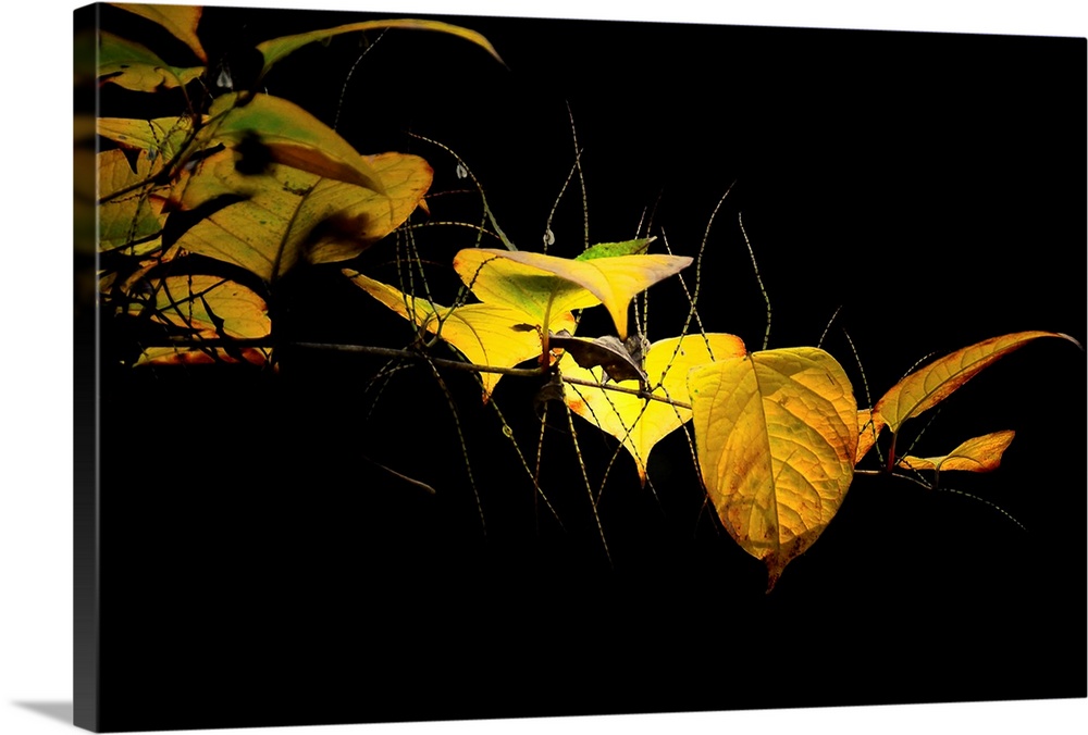 Yellow leaves on black background