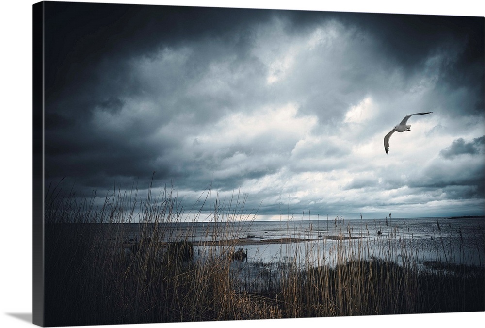 Stormy sky by the sea with a seagull in the sky