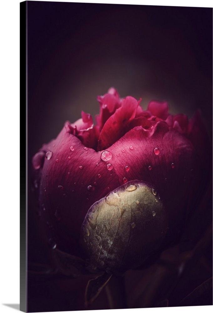 Close up on a peony bud opening with dew drops