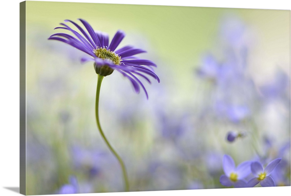 A macro photograph of a purple surrounded by soft blue flowers.