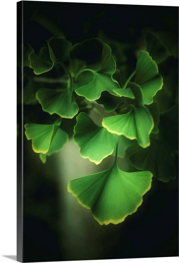 Bright green ginkgo leaves with light shining through them.