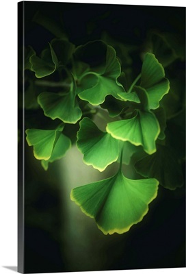 Green Leaves of Ginkgo