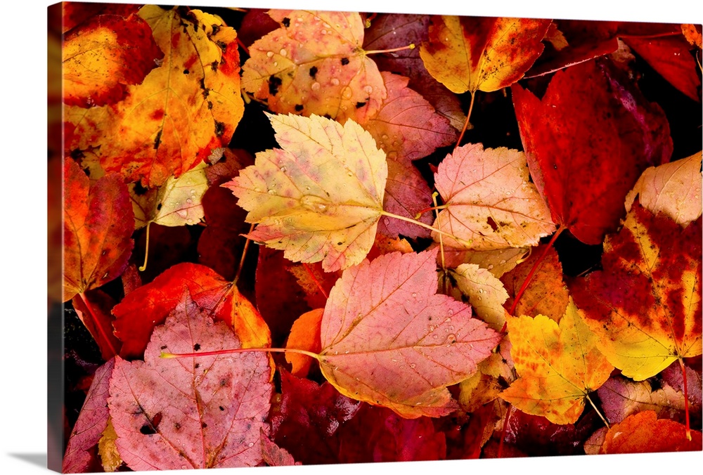 Photograph of wet autumn leaves covering the ground.