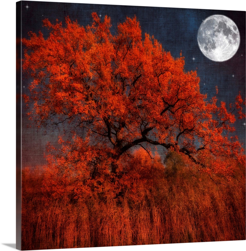 A large tree with autumn leaves sits in a field of tall orange grass. A full moon and several stars shine brightly in the ...