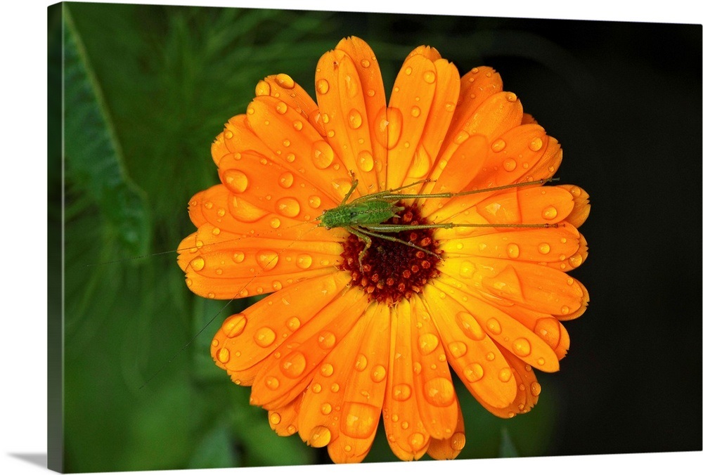 Harmony Wall Art, Canvas Prints, Framed Prints, Wall Peels Great Big