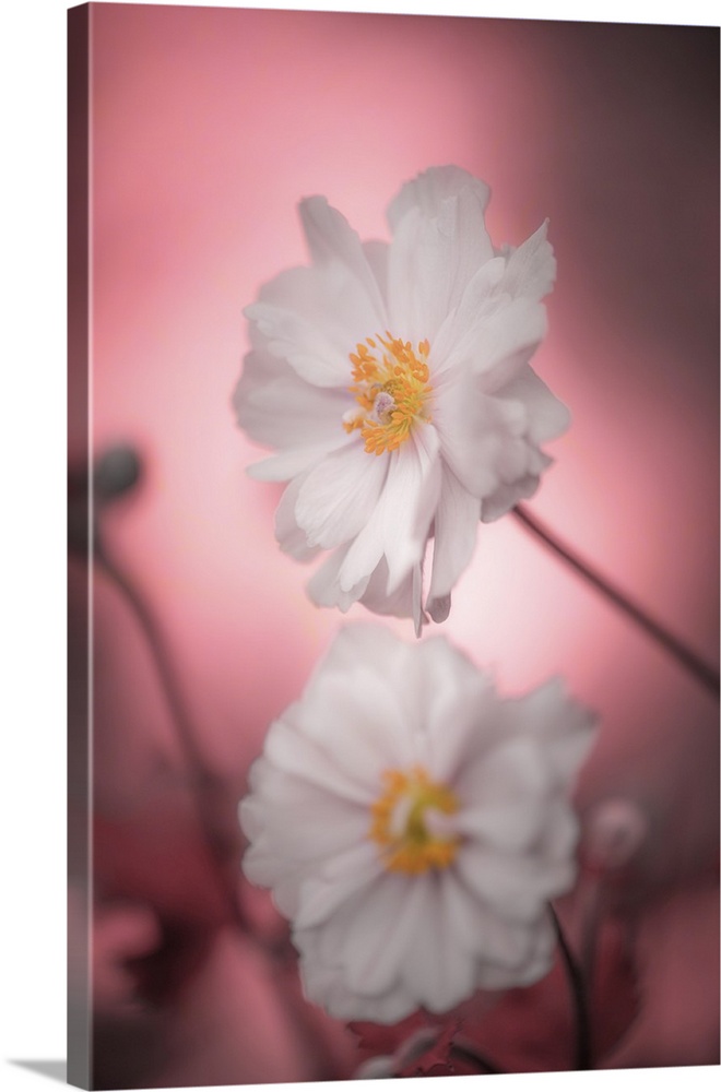 Close-up of two white anemones on a pink background.