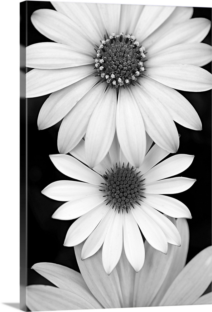 Daisy closeup in black and white