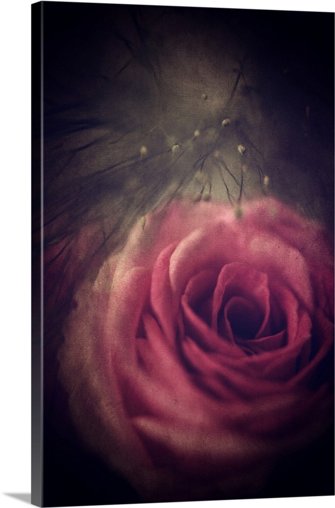 Image of a pink rose with a dark vignette and an antique overlay.