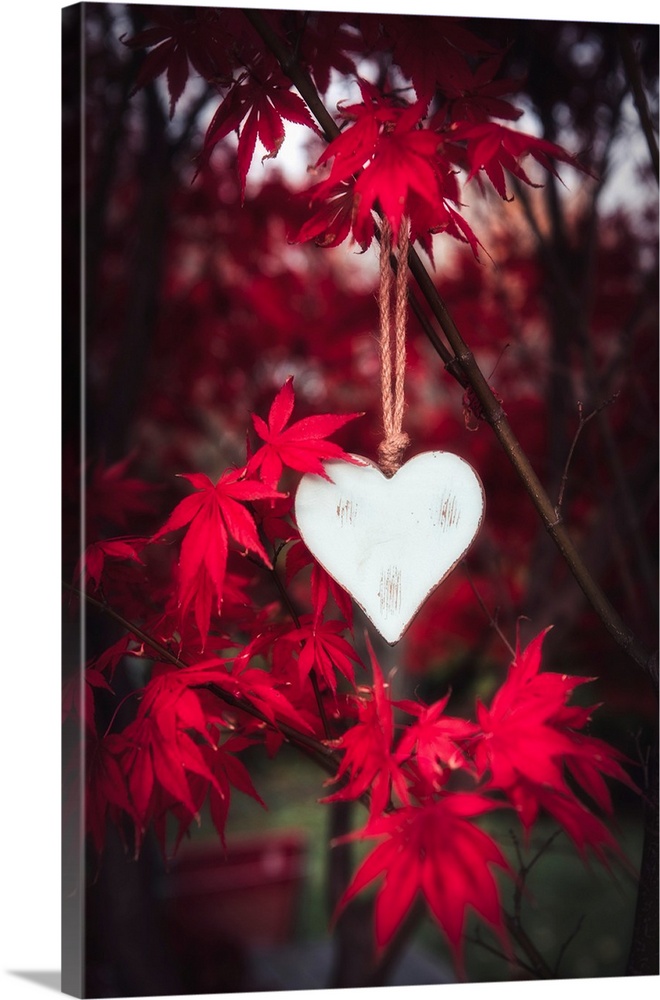 Wooden heart hanging in a maple tree