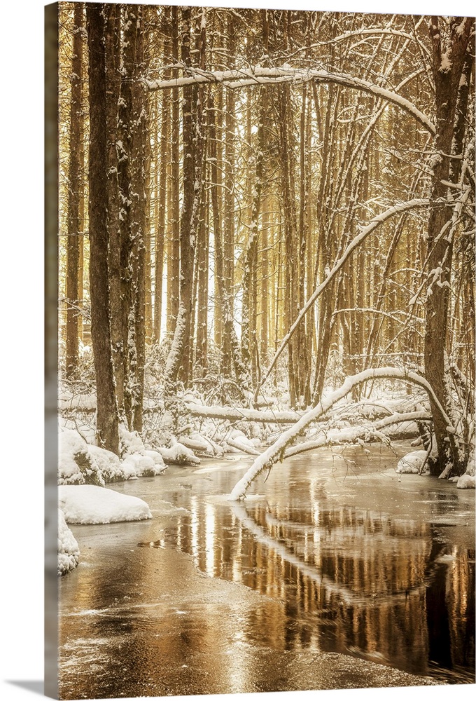 Golden lit photograph of a partially frozen stream in the middle of the snow covered woods.