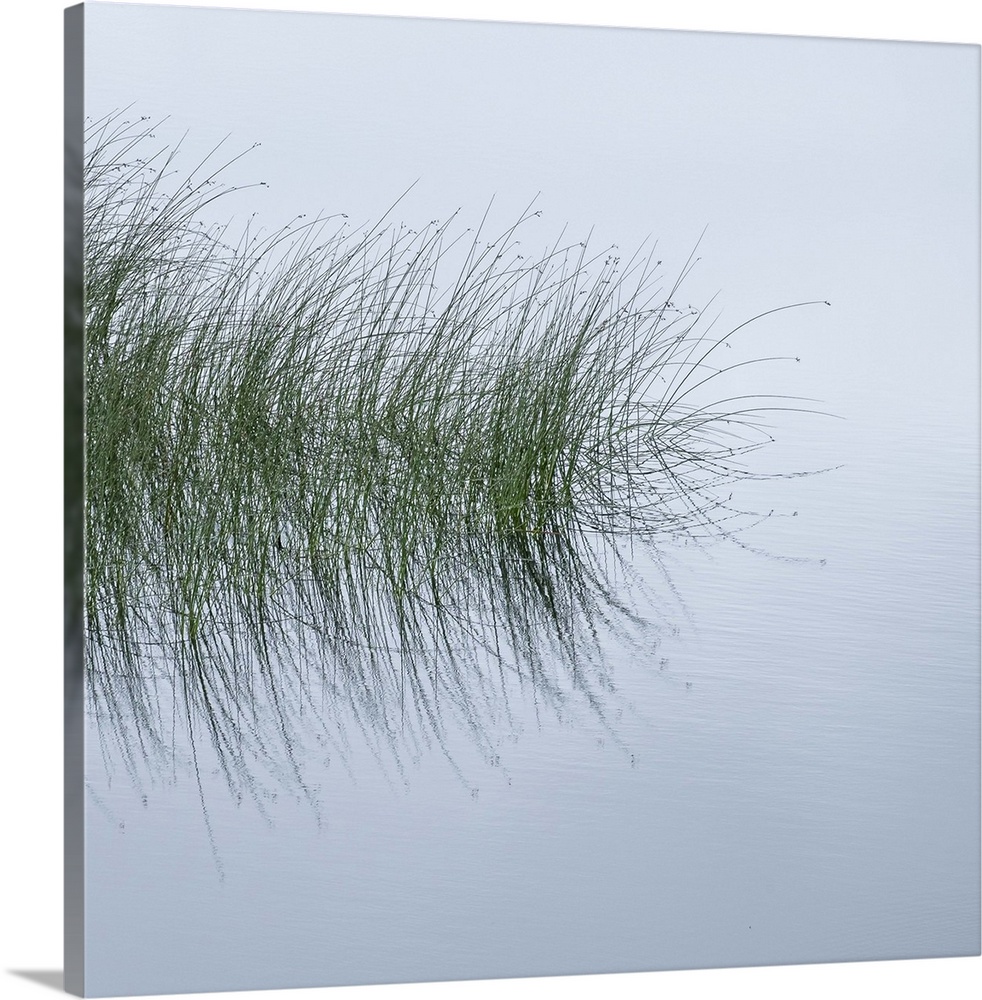 A photograph of tall water grass being reflected in still water on a foggy day.
