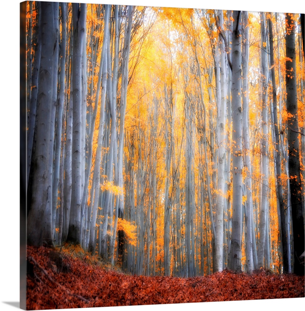 Huge square photograph shows the sun shining through a dense forest filled with thin trees.  The leaves of the brightly co...
