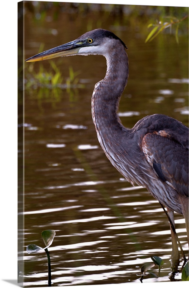 A Great Blue Heron standing in shallow water.