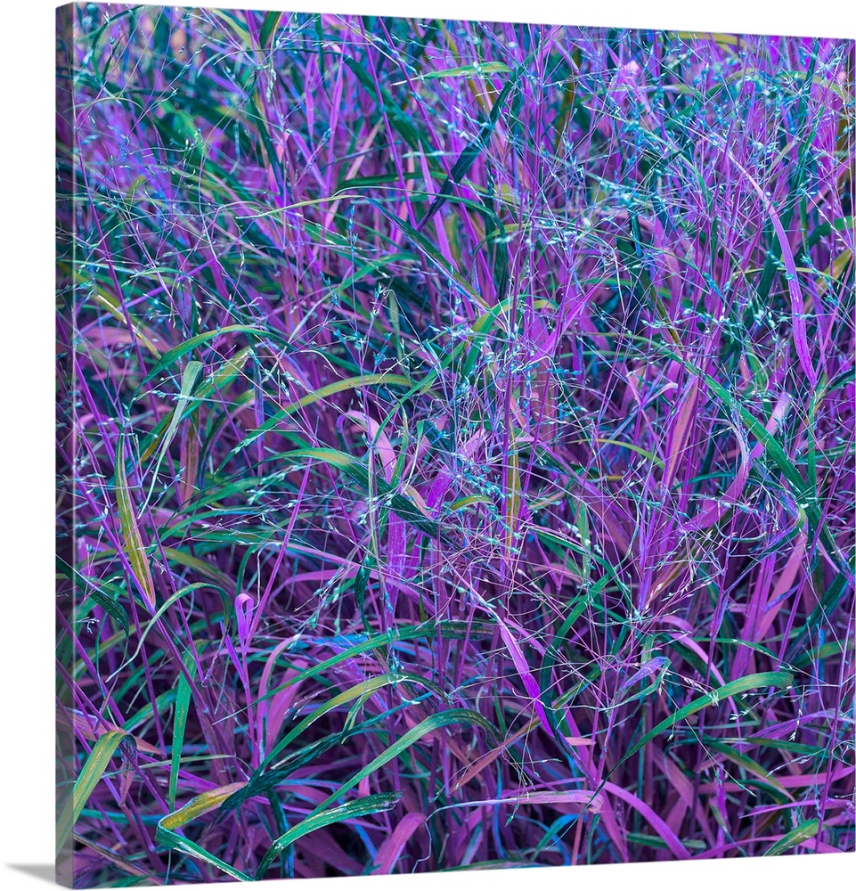 A grassy field in vivid purple and blue hues.