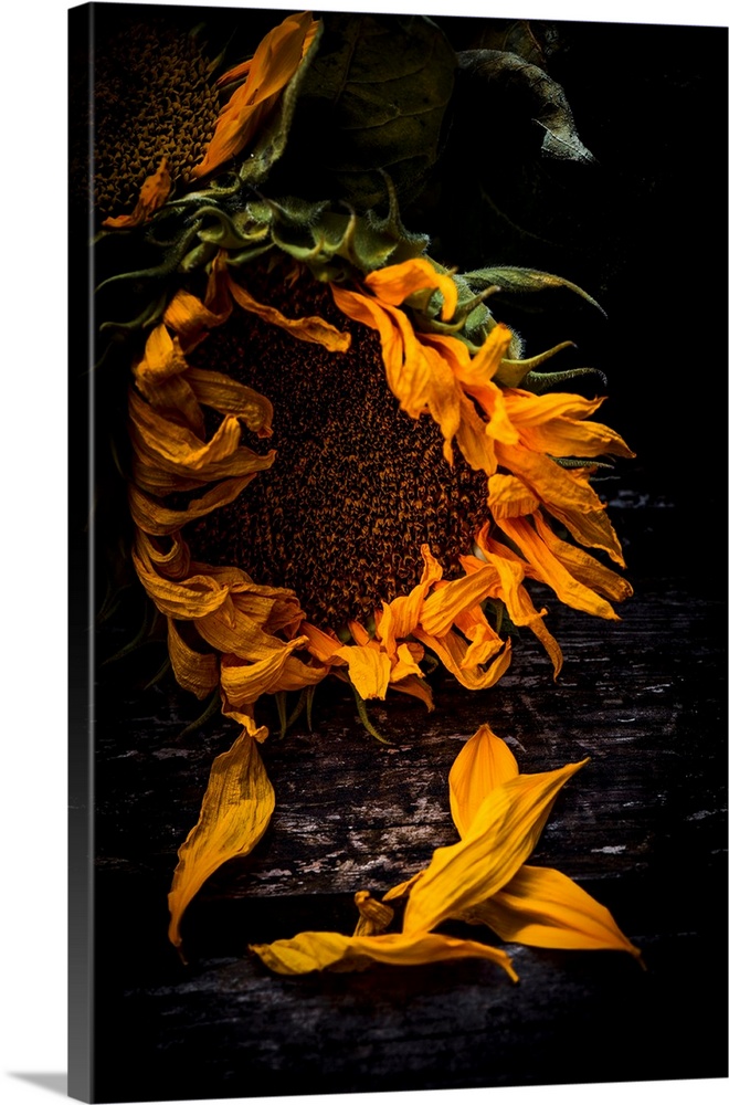 A sunflower with drooping petals.