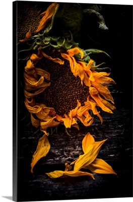 History Of Sunflower