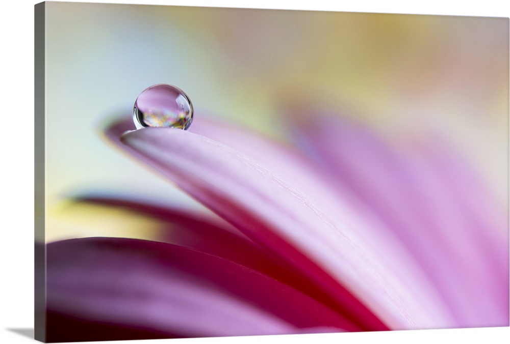 A macro photograph of a pink flower with a water droplet on the end of a petal.