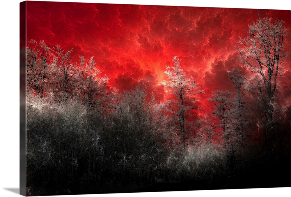 Horizontal, large wall art of a black and grey forest of trees beneath a deep red sky with billowing clouds.