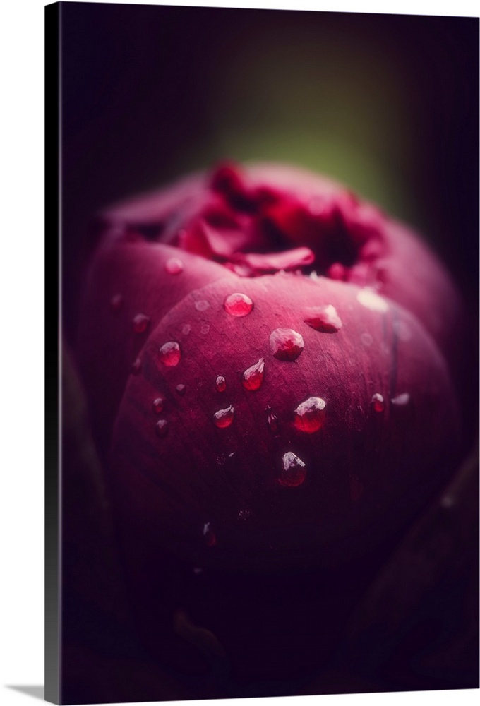 Close up of peony with dew drops