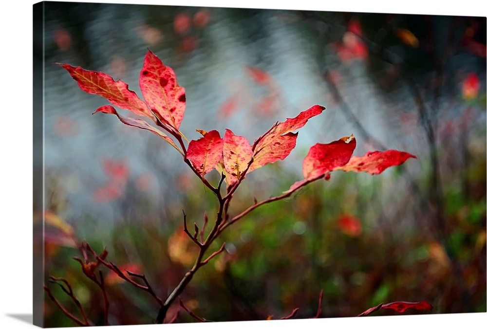 A close photograph taken of red leaves still on the branch with other branches and water in the background out of focus.