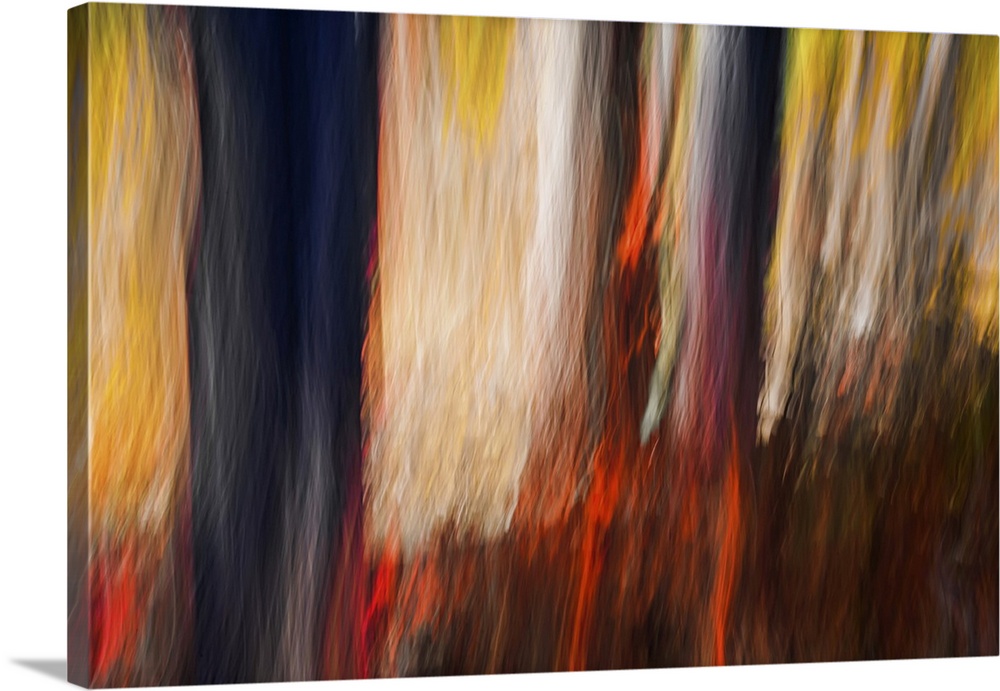 Abstract image of a bunch of huckleberry bushes in glorious Autumn red, in between a bunch of tree trunks blackened and st...