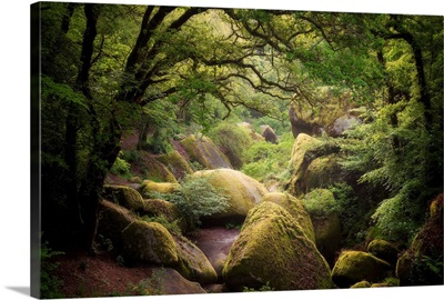 Huelgoat Forest in Brittany