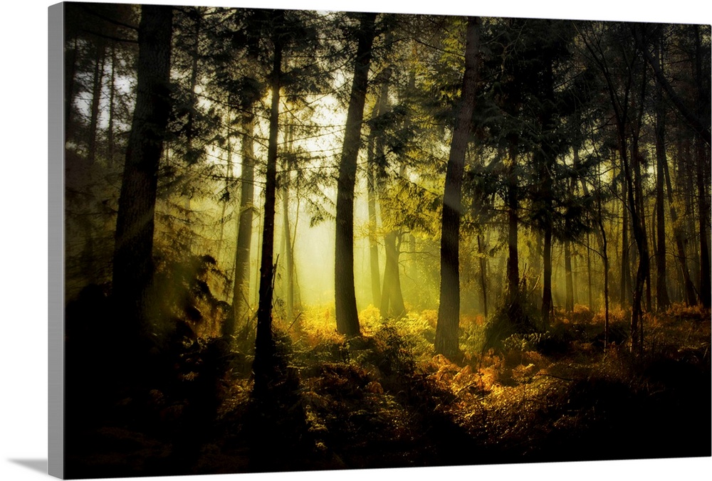 Sunrise in the Broceliande forest with ray of lights among the trees, France, Brittany.