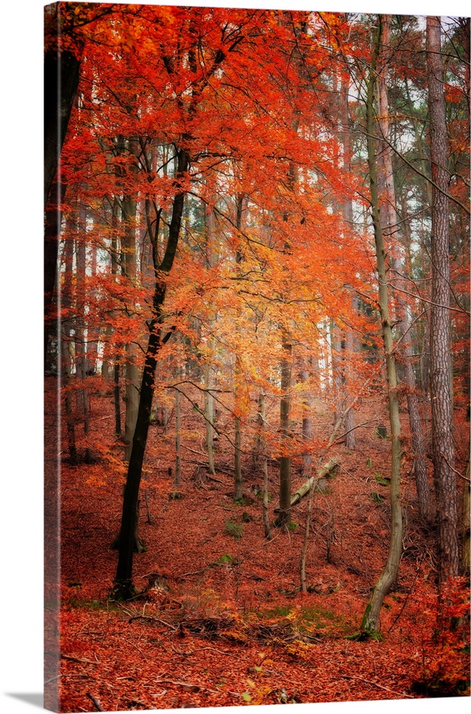 A red tree in a forest in autumn