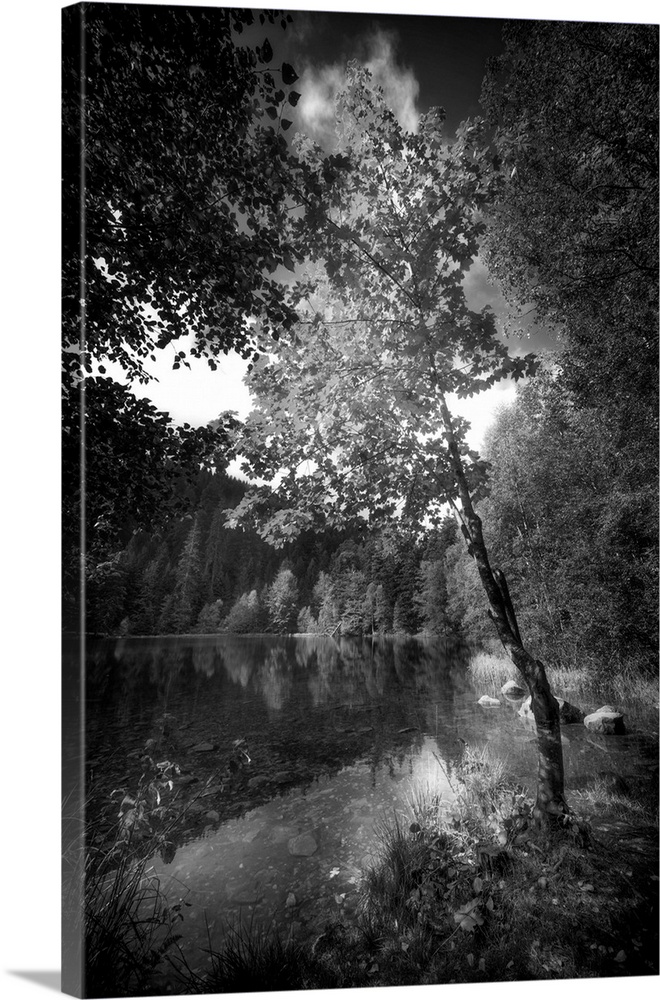 Black and white photograph of a small lake in a forest, concentrating on a single tree along the bank of the water.