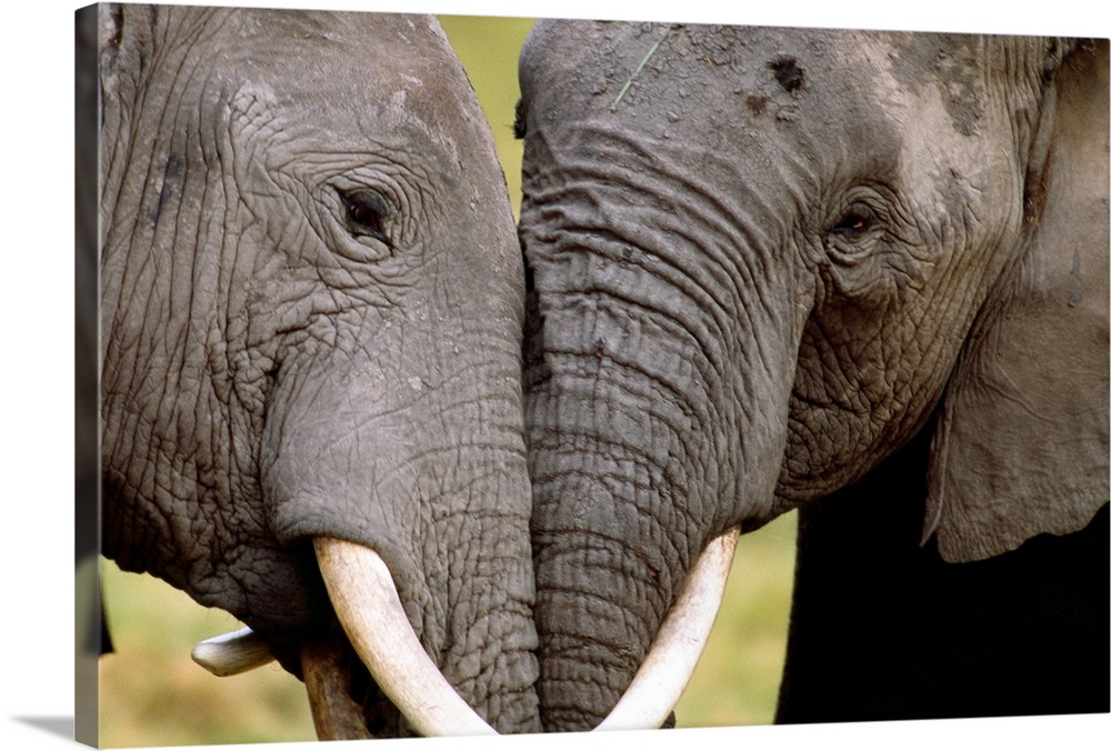 African elephants socializing, Amboseli National Park, Kenya