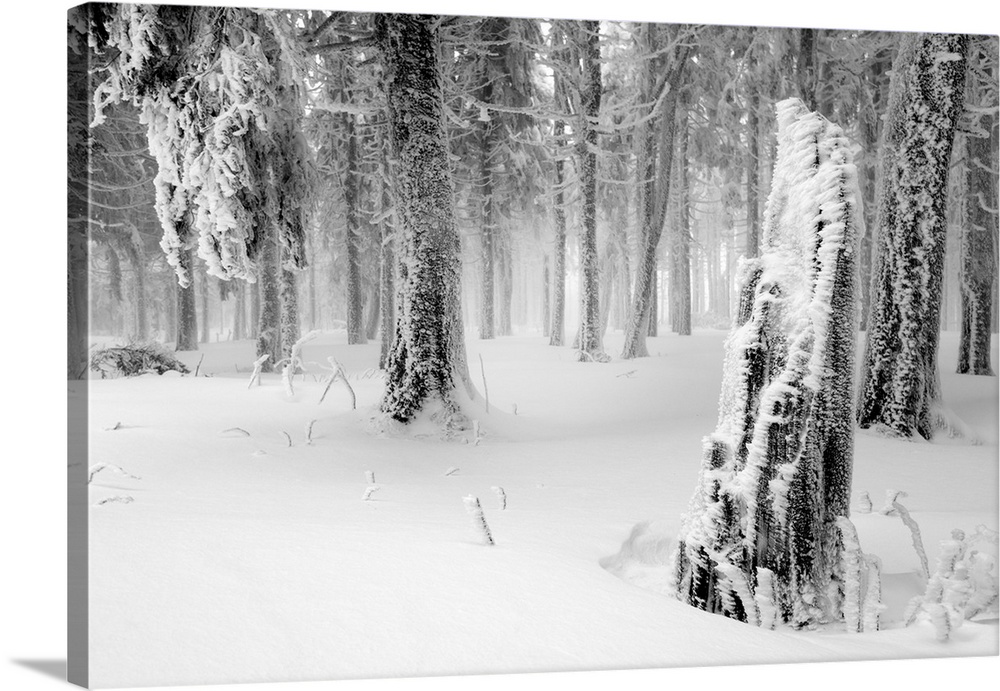 Fine art photo of a forest in winter under a fresh snowfall.
