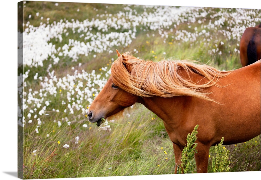 Close-Up View of an Icelandic Horse Grazing in a Meadow with Wildflowers, Iceland
