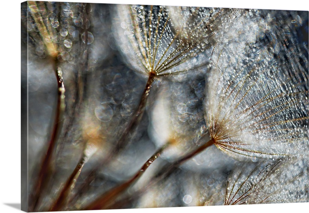 Closeup of a seed head of the Western Salsify flower, made in studio against a window lit by sunshine. Shot at f/2.8 to ke...