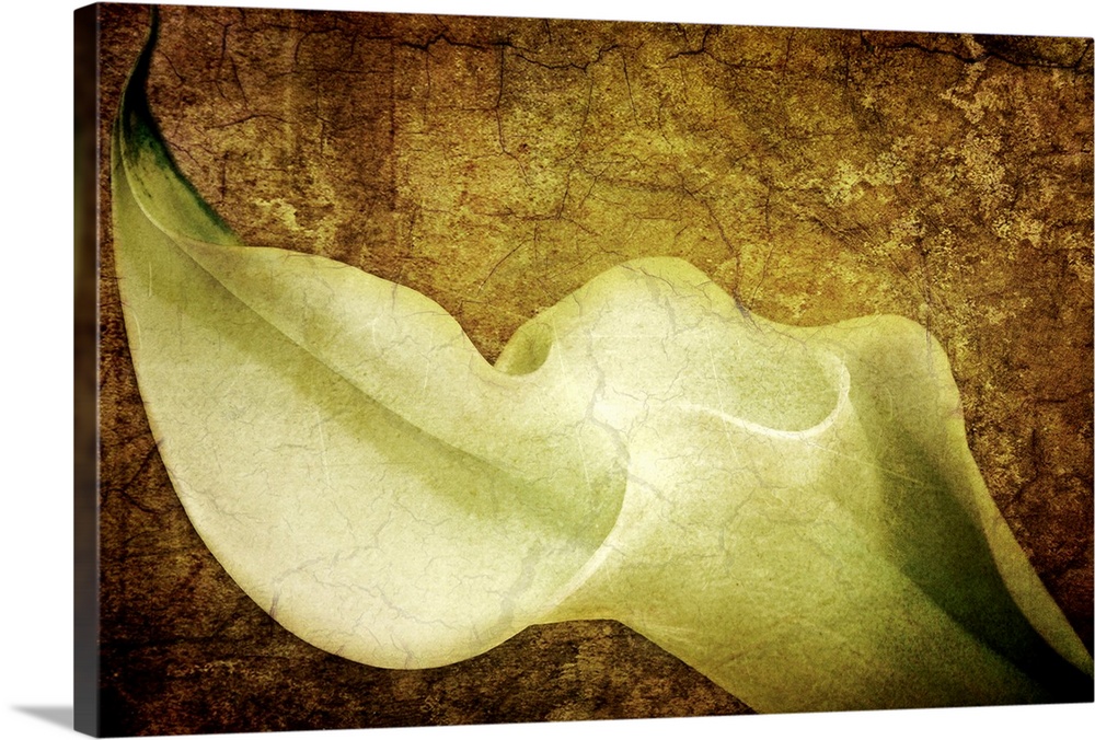 A photograph of a calla lily collaged over a texture of cracking paint and other tints to this memento mori artwork.