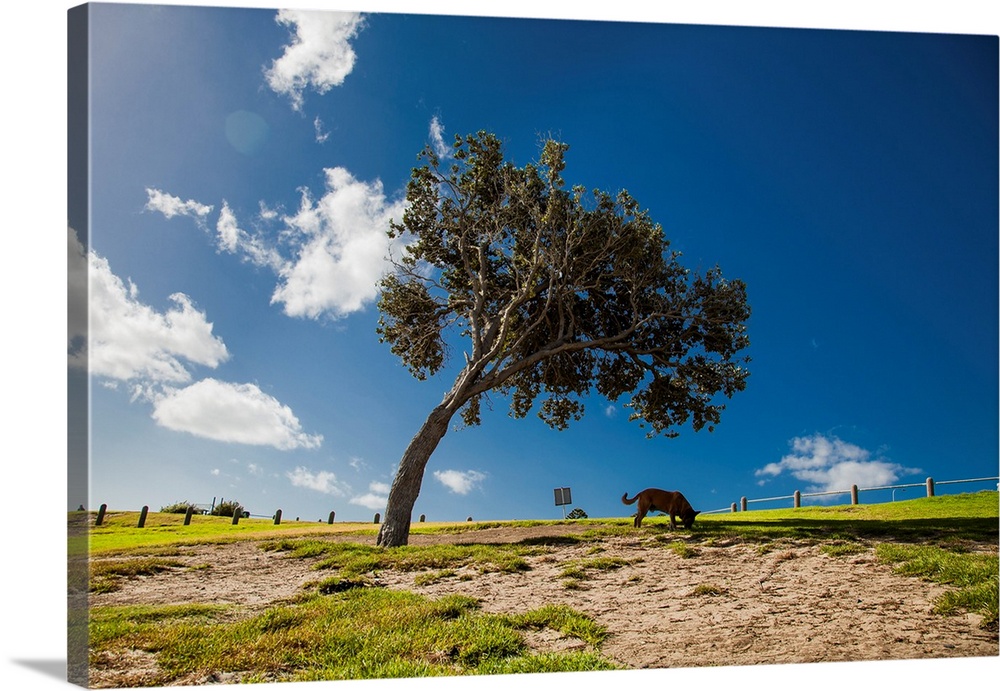 A photo of a freestanding tree against a sunny blue sky with a dog sniffing the ground underneath.