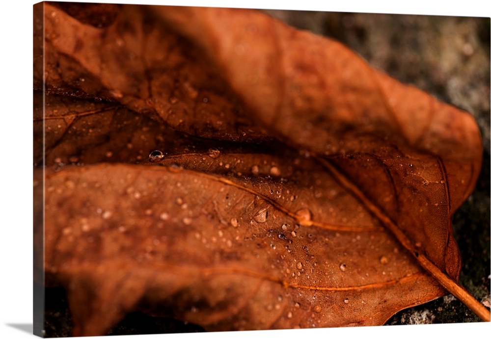 Fine art photo of a leaf with dew drops in the creases, close up.