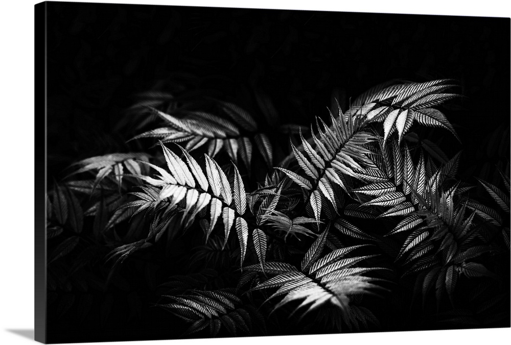 Fern close up and black and white