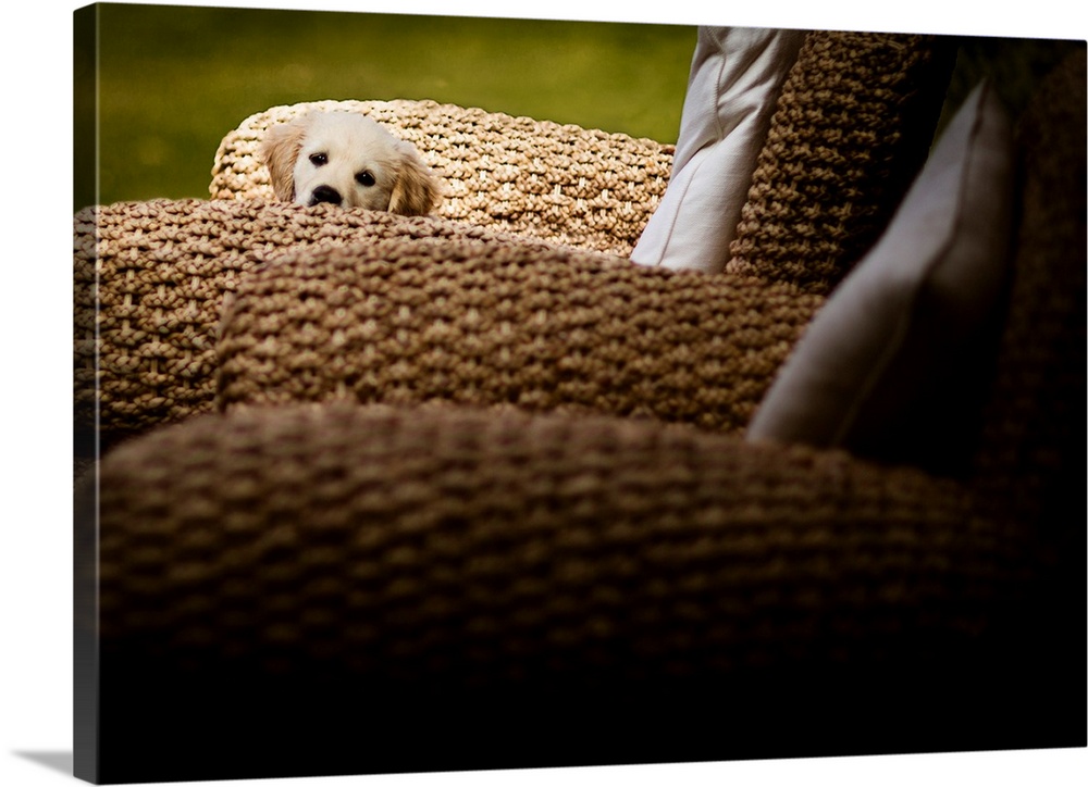 A photo of an adorable puppy whose body is concealed by wicker chairs.