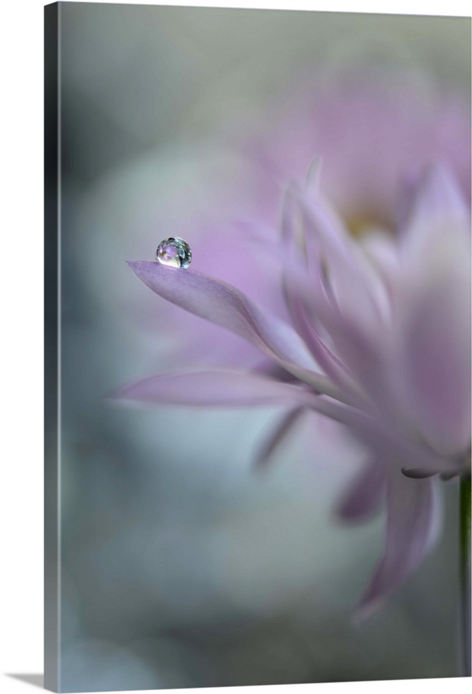 A photograph of a pink flower with a water droplet hanging from the end of one of its petals.
